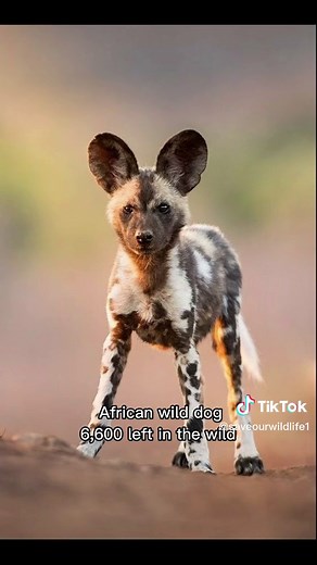 We all have the responsibility to protect endangered species, both for their sake and for the sake for our future generations. #endangeredspecies #climatecrisis #saveourwildlife #deforestation #spreadawareness #actnow