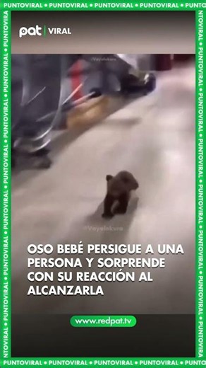 Oso bebé persigue a una persona y sorprende con su reacción al alcanzarla