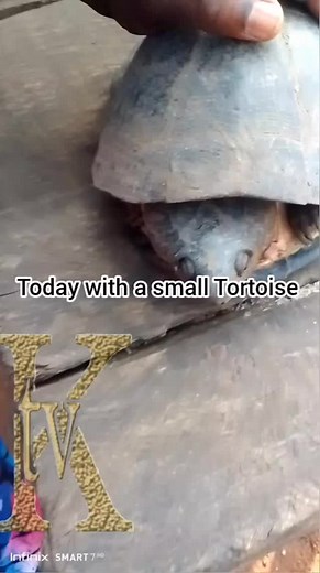 My first time of handling Tortoise #tortoise #kadaratv #seunjohn #zoo #animalsoftiktok