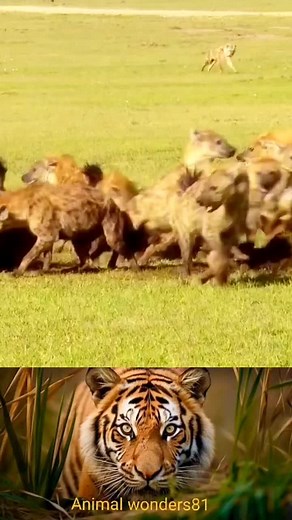 Lion Workout: Strength and Grace in Wildlife