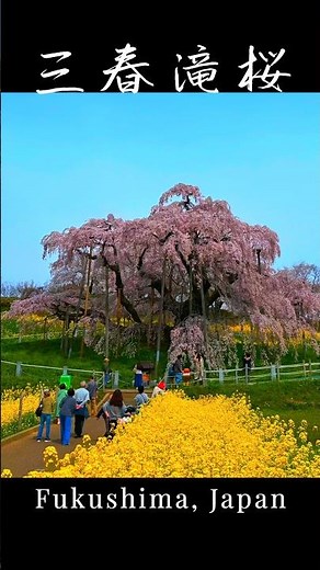 【福島：三春滝桜】樹齢推定1000年超、日本三大桜に数えられ天然記念物に指定された名木 #japan #travel