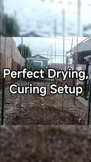 Perfect Drying & Curing Setup 🌿