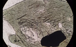 Optical Mineralogy Amphiboles Tutorial