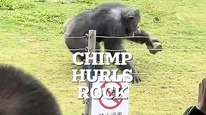 Moment crowds scream as chimpanzee hurls a ROCK at spectators injuring guest at Chinese zoo