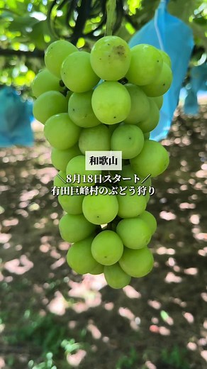 有田巨峰村で楽しむぶどう狩り体験