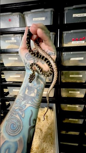 Best First Snake #paulstingray #python #reptileroom