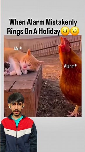 Sleeping Cat vs Morning Rooster 😂 | Funniest Wake-Up Reaction Ever