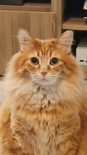 Instant classic Christmas song, imo 😂 #catstagram #catlover #cat #catpaws #catsofinstagram #cats_of_instagram #cats #catloversclub #cats_of_world #catlife #pets #kitten #orangecats #cute #cutecats #funny #walterthecatt | Walter the Catt