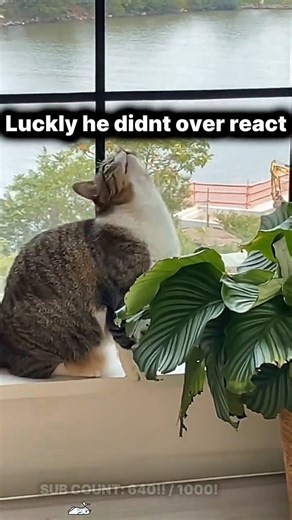 😳🐱These Cats Overreact to EVERYTHING 😭🐱 #petsoftiktok #cat #funny