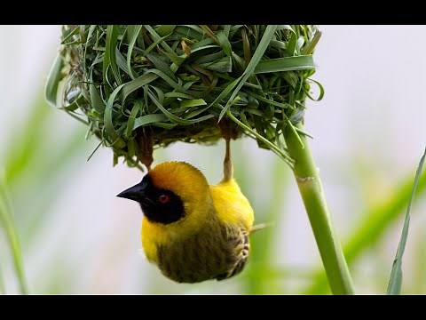 Weaver Bird - Building Nest | How Birds Build Their Nest