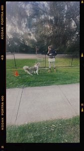 37K views · 341 reactions | THE NUMBER 1 USE FOR A DOG PARK: I am...