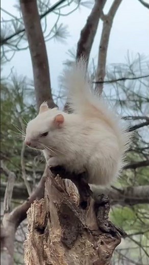 White Squirrel Sounds ASMR #asmr #NatureSounds #RelaxingSounds #WhiteSquirrel