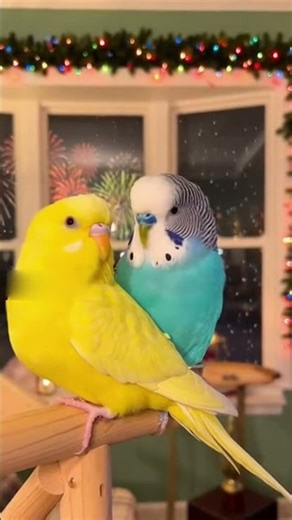 Loving Parakeets Ringing in New Year🎉New Year’s Eve With Sunshine & Blue