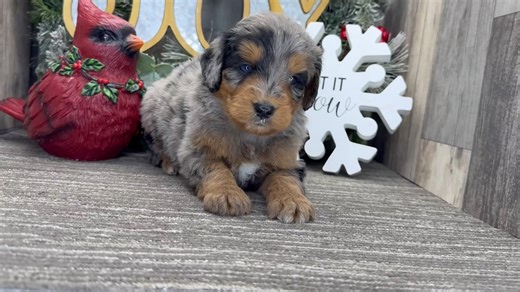 Bernedoodle puppy for sale