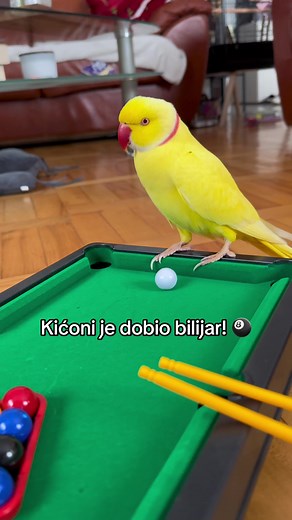 Ko hoće da igra bilijar? 🎱