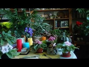 we grow and smell - new flowers