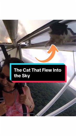 The Cat That Flew Into the Sky#animalfacts #wildlife #animals #cat #fly