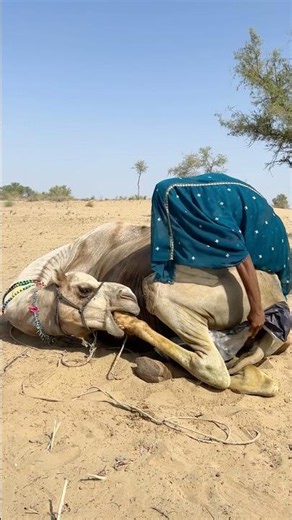 Camel on fire🔥