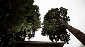 Property owner gets approval to remove sequoia trees in Court-Chemeketa Historic District