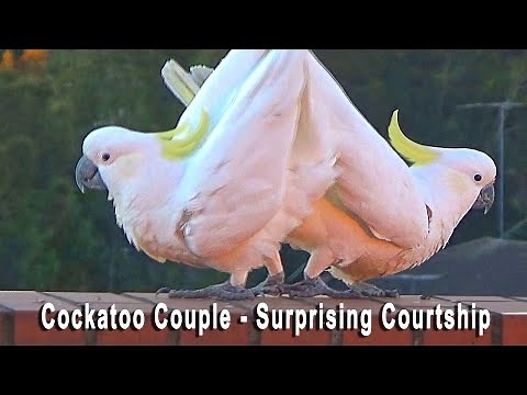 Cockatoo Couple’s Surprising Courtship – Viral 2016 Original