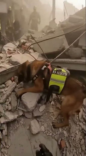 Hero K9 Saves Life After Building Collapse 🐕🚒 | Firefighter Bodycam Footage #K9Rescue #Firefighter
