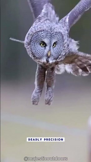 Silent but Deadly ☠️ Owls hunting large predators! #nature #wildlife #owls