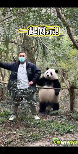 Flower Party Fun: Soothing Exercises for Giant Pandas