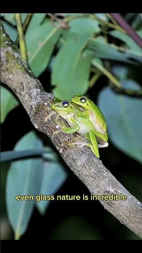 This Tiny Frog Has a Real Superpower