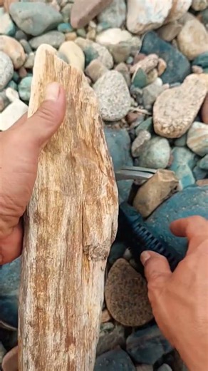 Petrified Wood Super #petrifiedwood #uniqueatone #StoneArt #NaturalStone #RiverFinds