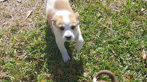 1.6K views · 27 reactions | Lots of puppies at Saturday Adoption New Smyrna Beach Pet Supermarket 10am to 2 pm | Florida Pointer Rescue | Facebook