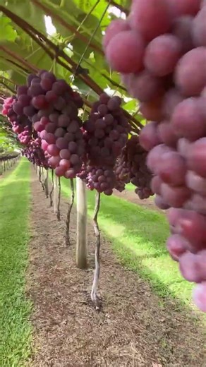 Beautiful crop!🍇 @uvasbelluno #grape #tablegrape #vineyard #viticulture #engineering
