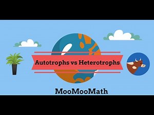 Autotroph vs Heterotroph Producer vs Consumer