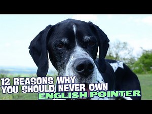 12 Reasons Why You Should Never Own an English Pointer
