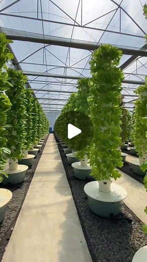 Agrotonomy on Instagram: "Vertical farming in the Philippines where several hundred aeroponic towers are located inside a state-of-the-art climate-controlled greenhouse. This vertical farm is known as King Tower Farm: @kingtowerfarm #verticalfarming #philippines #agriculture #towergarden #aeroponics #farming #hydroponics #greenhouse"