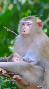 6K views · 787 reactions | Really beautiful adorable Luna feeding milk cuteness baby Lucie like that! baby taking nap | Good Or Bad | Facebook