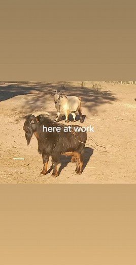 Shaun m ross (@shaunross36)’s videos with Good Day - Nappy Roots