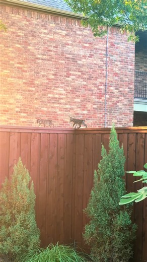 Baby Bobcats in Texas: Cute Wild Kittens Up Close