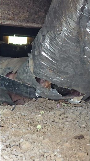 Why You Shouldn't Enter Every Crawlspace #safety #homemaintenance
