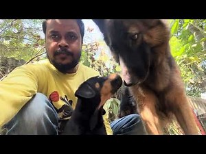 “Best Moments With My GSD and Doberman Baby ❤️🐕@AnantRastogi
