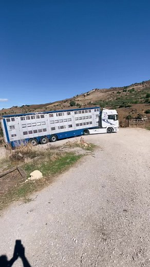 Transporting Livestock: Trucks and Cattle in Action