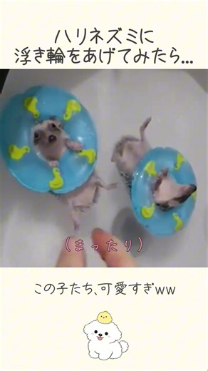 ハリネズミに浮き輪をあげてみたら…🌊🦔