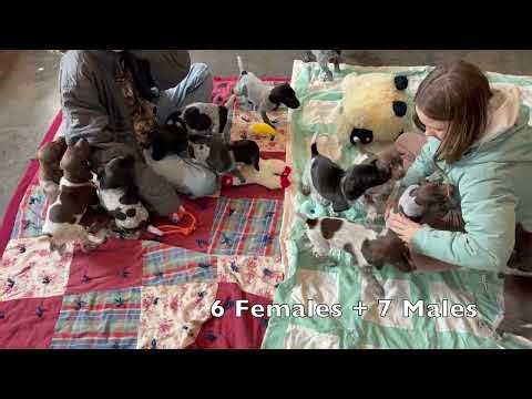 Big Litter of 13 GSP Puppies - Berry x Grouser