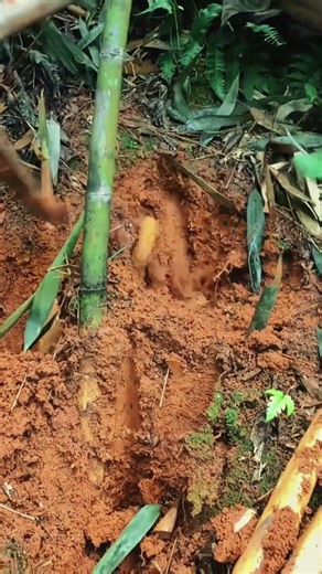 Expert Bamboo Shoot Extraction: Traditional Deep-Earth Harvesting 🚜🎋💥