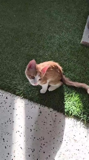 ACTion Programs for Animals on Reels