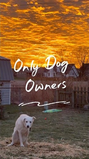 My Dog poop bombing my video #funnydogs #fypシ #funny