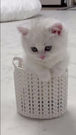 Why Cats Chirp At Birds 🐱🐦 #catbehavior #cat #pets