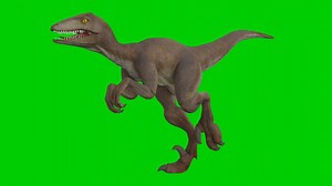Dinosaur, Velociraptor, Predator. Free Stock Video