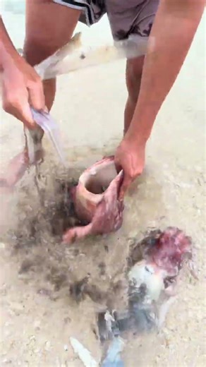 Cleaning squid and removing head