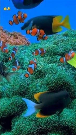 Beautiful finding Nemo fish colony #aquarium #fish #viral short #nemo
