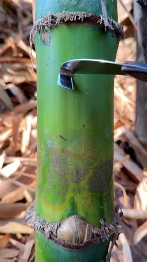 Soothing ASMR Nature Sounds for Relaxation